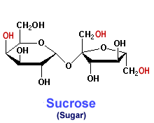 Sucrose molecule